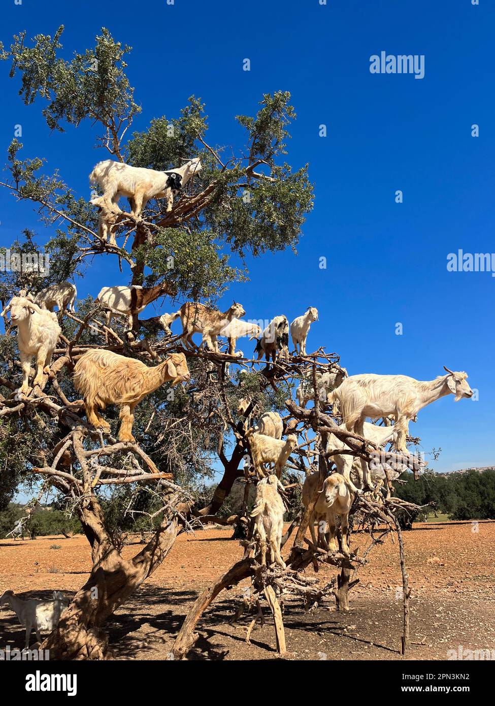 Maroc, Afrique : chèvres sur un argan mangeant ses fruits dans la plaine argane entre Marrakech et Essaouira Banque D'Images