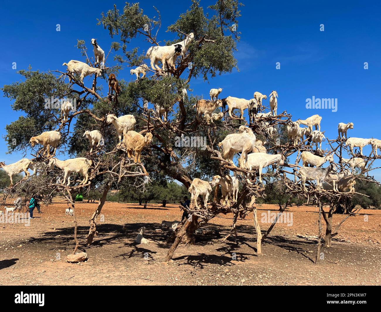 Maroc, Afrique : chèvres sur un argan mangeant ses fruits dans la plaine argane entre Marrakech et Essaouira Banque D'Images