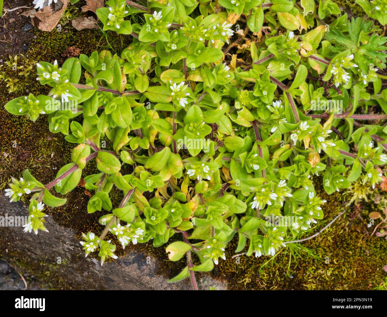 Têtes de fleurs et fleurs blanches de l'herbe sauvage et de jardin du Royaume-Uni, Cerastium glomeratum, collant souris-oreille Banque D'Images