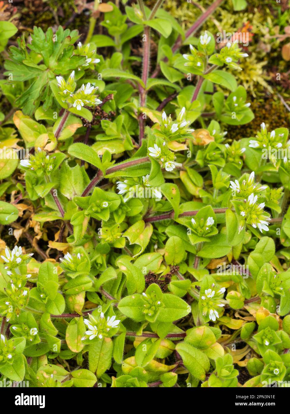 Têtes de fleurs et fleurs blanches de l'herbe sauvage et de jardin du Royaume-Uni, Cerastium glomeratum, collant souris-oreille Banque D'Images