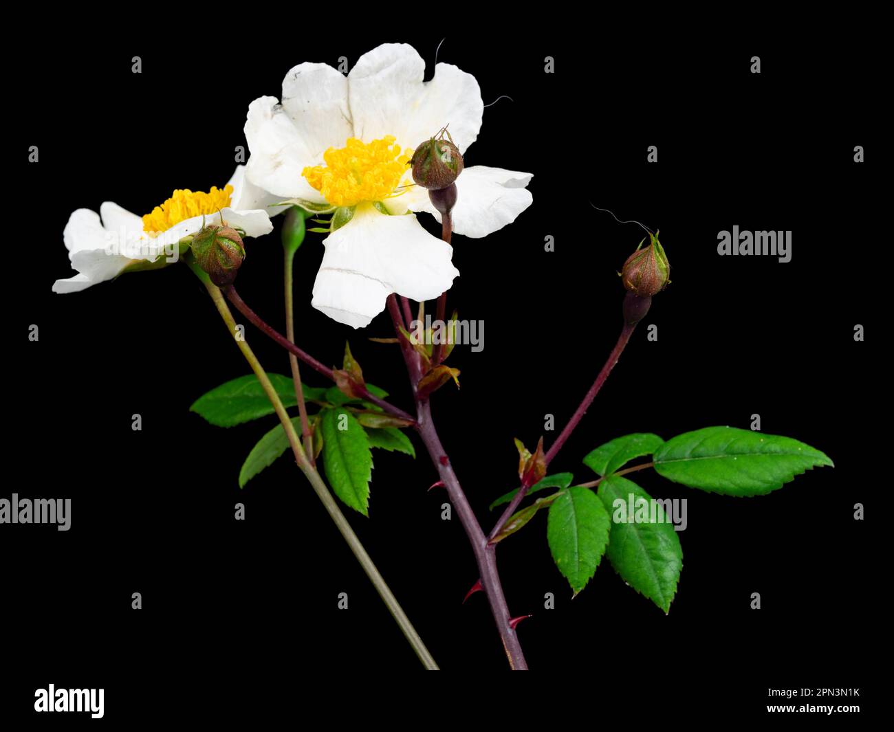 Fleurs blanches, uniques, parfumée au début de l'été de la rose des champs de rambling ou de la rose musquée de Shakespeare, Rosa arvensis, sur fond noir Banque D'Images