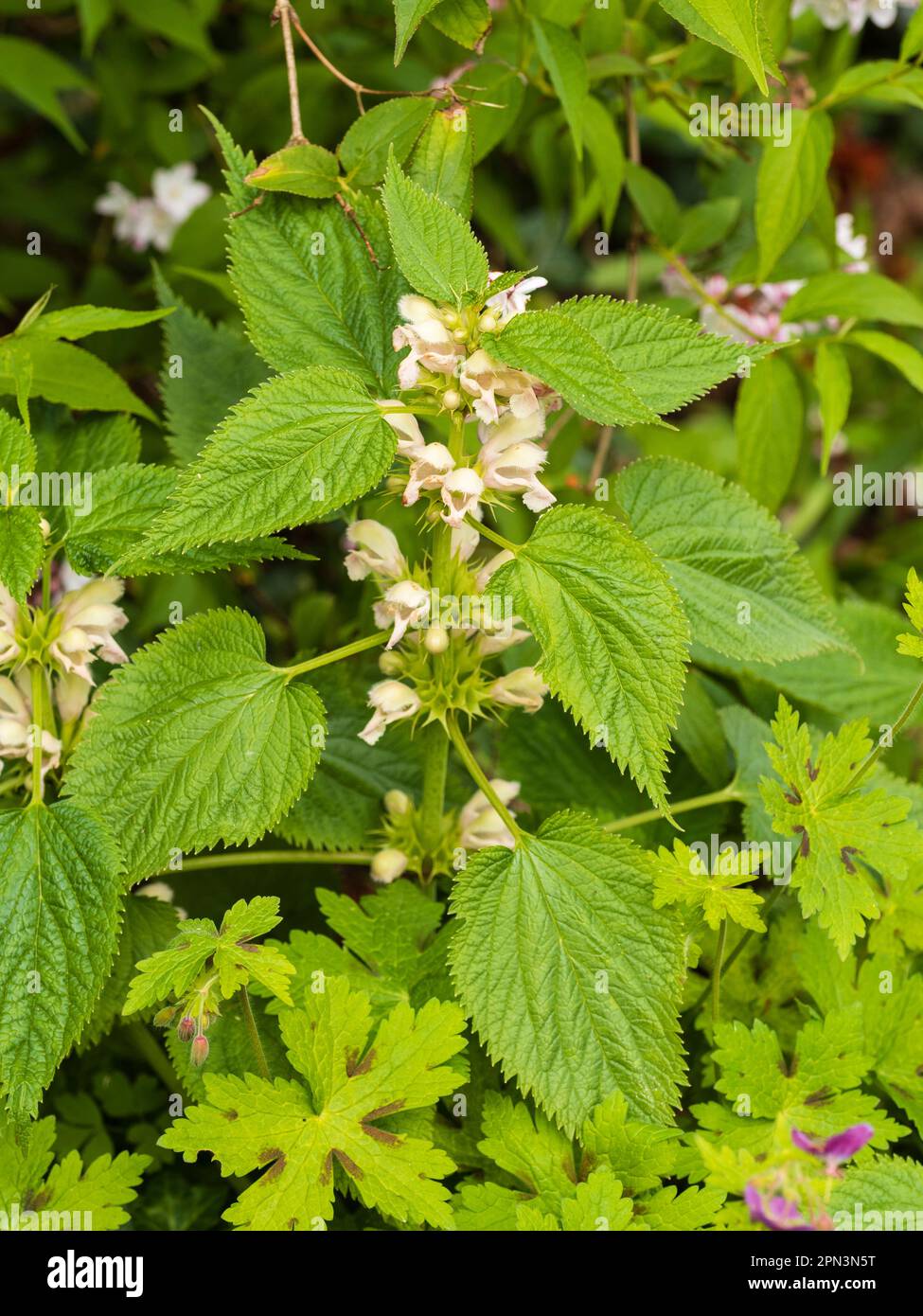 Fleurs de printemps blanches du jardin ornemental vivace ortie, Lamium orvala 'Album' Banque D'Images
