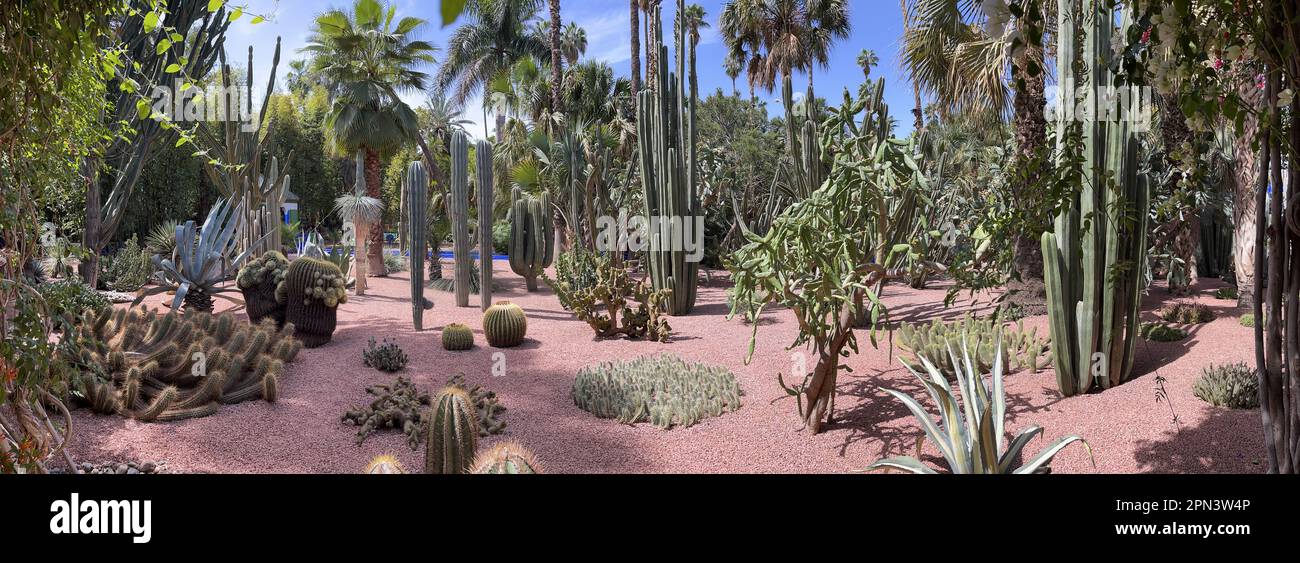 Maroc : aux plantes du jardin botanique Majorelle créé par Jacques Majorelle depuis 40 ans depuis 1923 puis racheté par Yves Saint-Laurent Banque D'Images