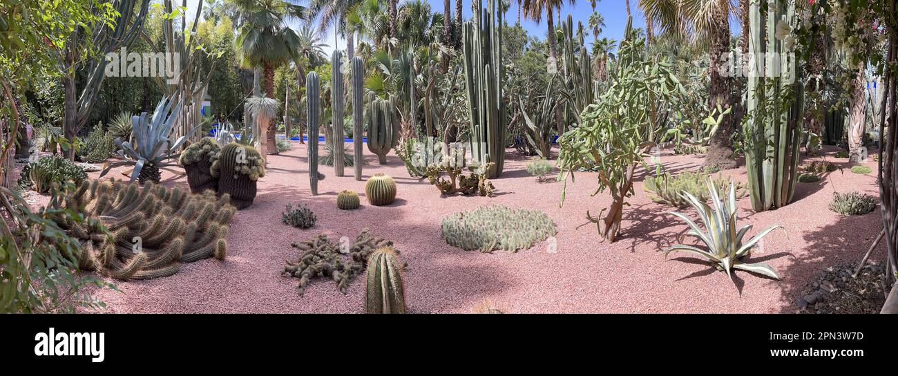 Maroc : aux plantes du jardin botanique Majorelle créé par Jacques Majorelle depuis 40 ans depuis 1923 puis racheté par Yves Saint-Laurent Banque D'Images