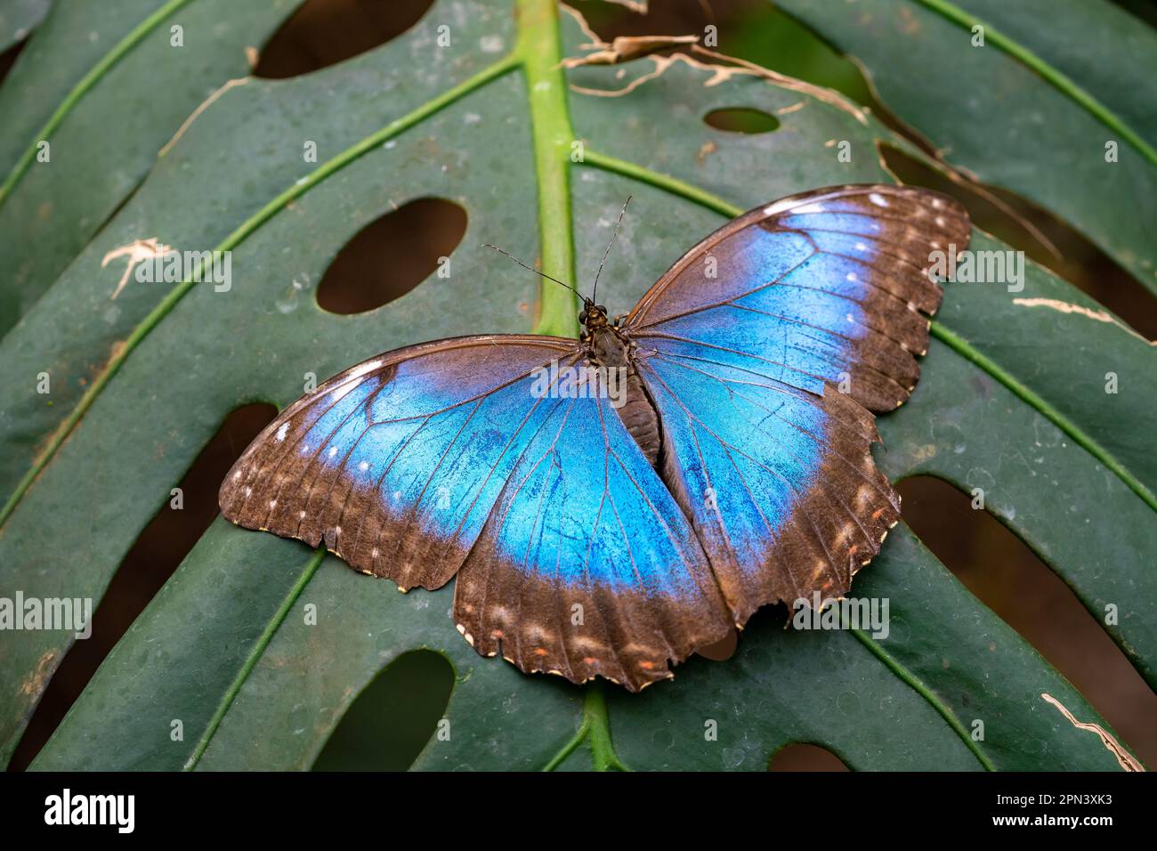 Papillon morpho bleu sur une feuille Banque D'Images
