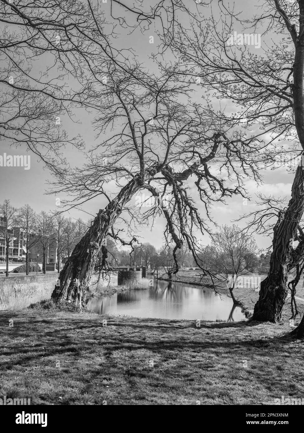 Vieux arbre crocheté à travers le canal autour de la ville de 'Hertogenbosch, photo en noir et blanc qui lui donne un regard triste Banque D'Images