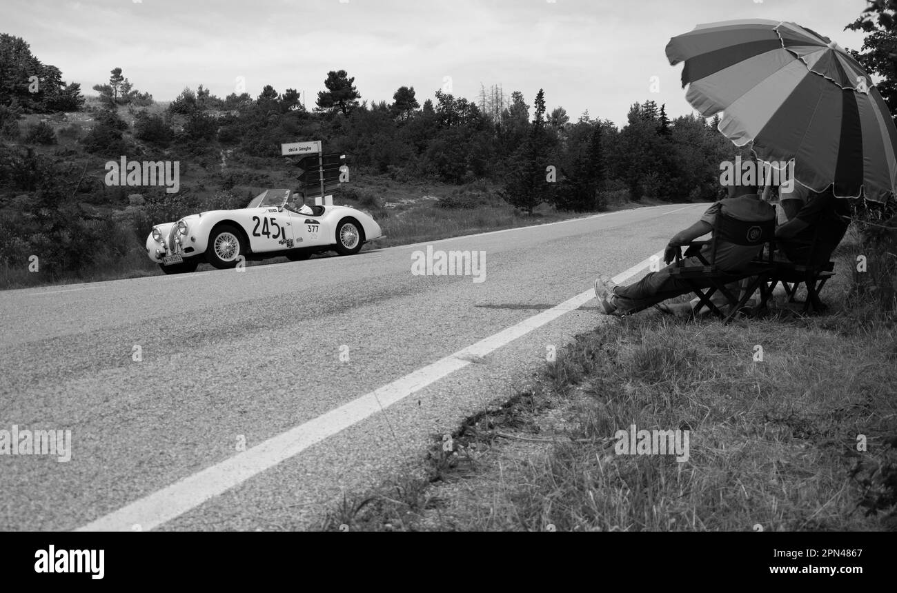 URBINO, ITALIE - 16 JUIN - 2022 : JAGUAR K140 OTS ROADSTER 1955 sur une vieille voiture de course en rallye mille Miglia 2022 la célèbre course historique italienne Banque D'Images