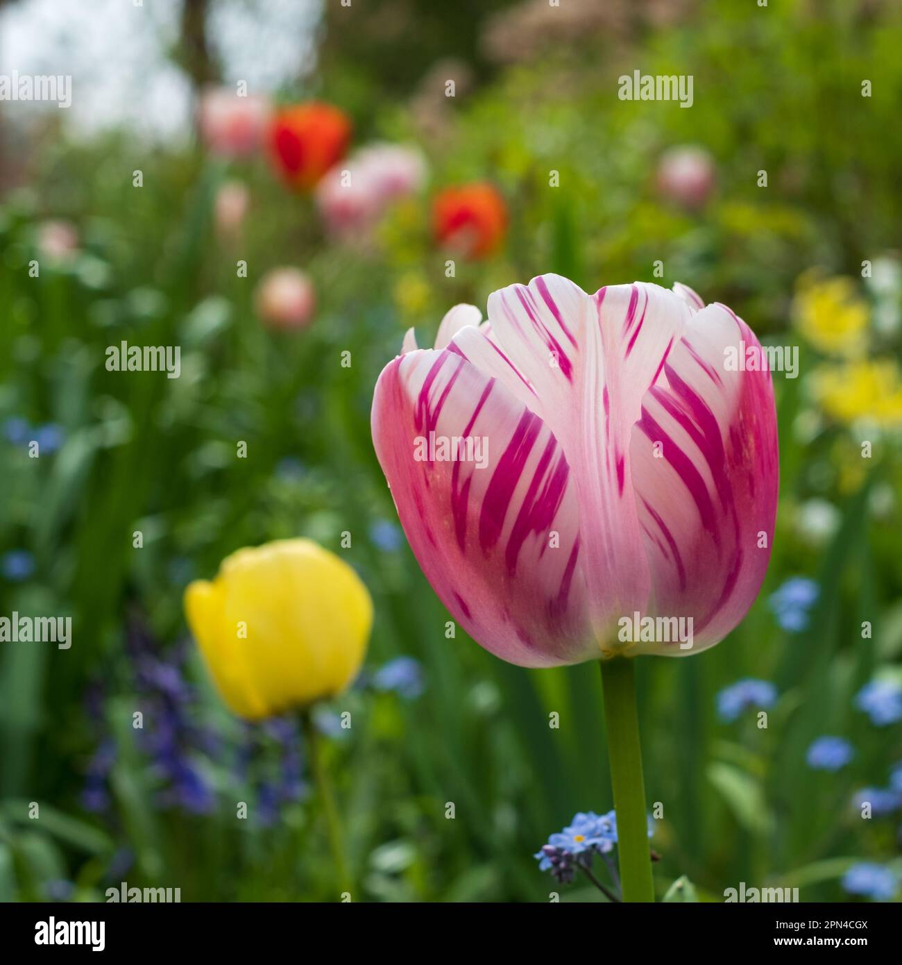 Magnifique tulipe rose parmi d'autres fleurs printanières dans les massifs fleuris d'Eastcote House Gardens, Londres, Royaume-Uni, jardin clos historique. Banque D'Images