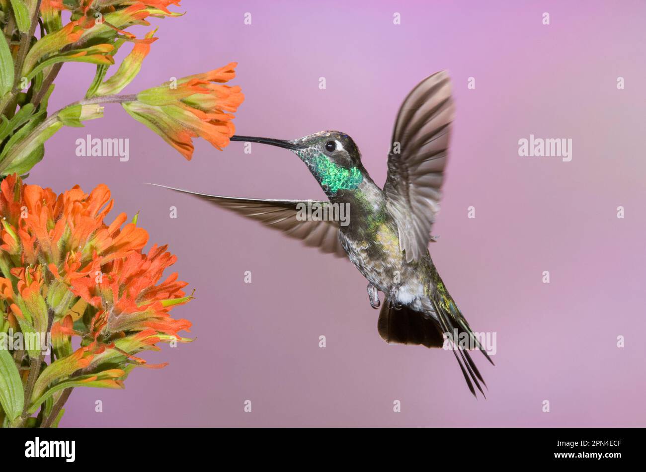 Hummingbird, magnifique Hummingbird, Arizona Banque D'Images