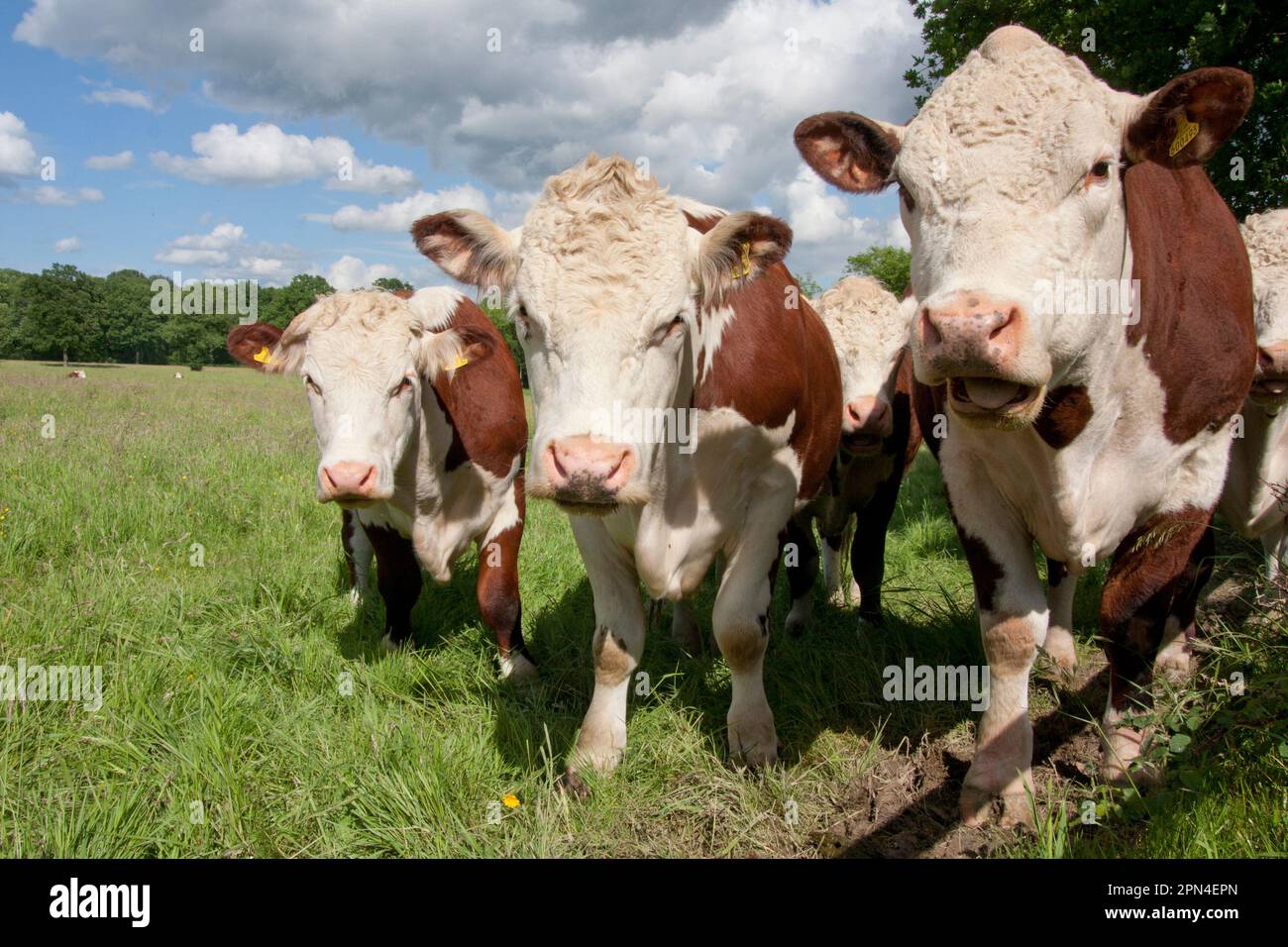 Hereford bétail dans les pâturages, Dunsfold, Surrey, Angleterre Banque D'Images