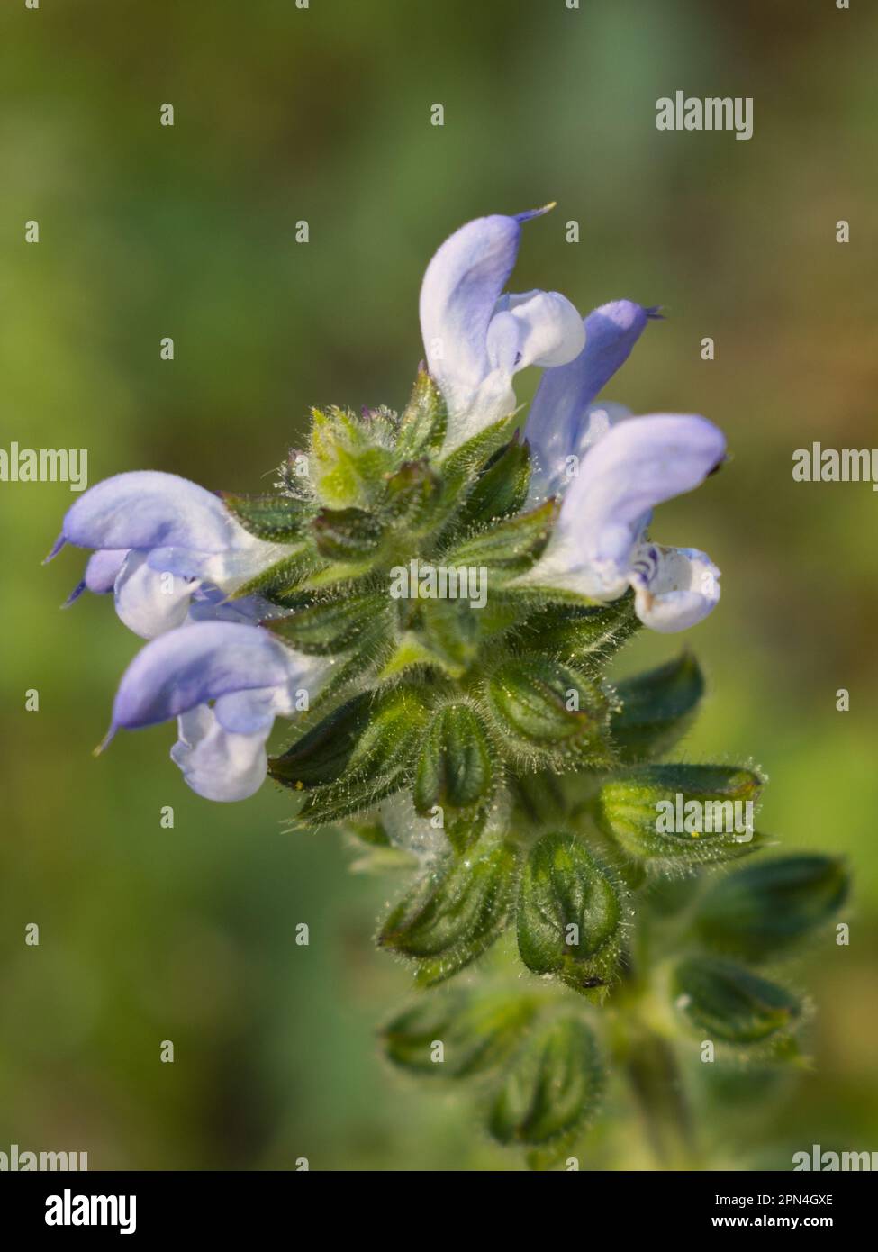 fleurs de sauge sauvages et bourgeons sur fond flou Banque D'Images