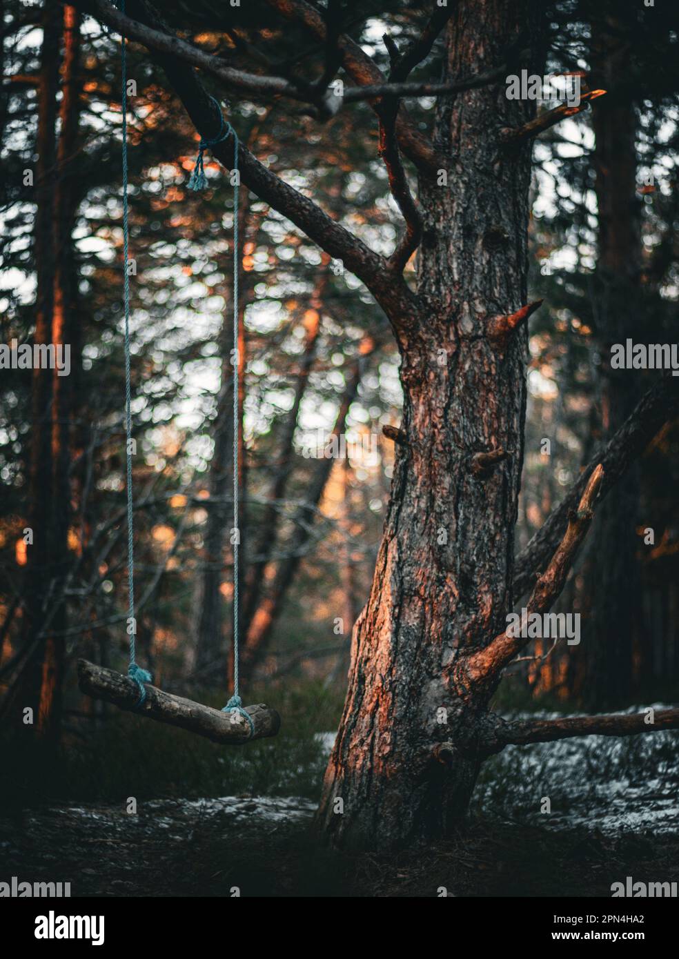 Une balançoire pendu à une branche d'arbre. Banque D'Images