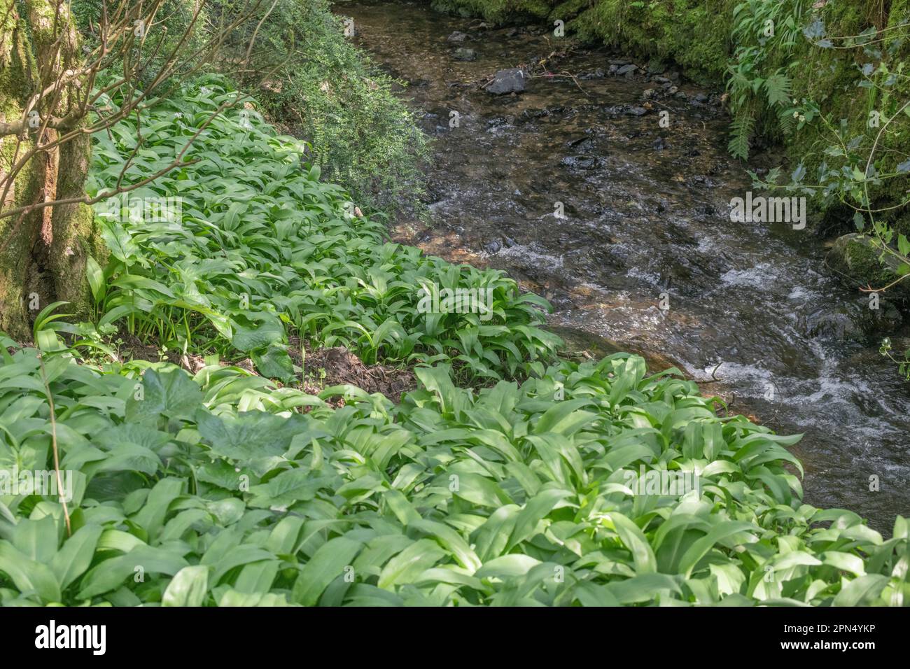 Masse de Ramsons à l'ail sauvage / Allium ursinum croissant par un petit ruisseau au soleil de printemps. Ramsons est comestible et aussi une plante de médecine de fines herbes. Banque D'Images