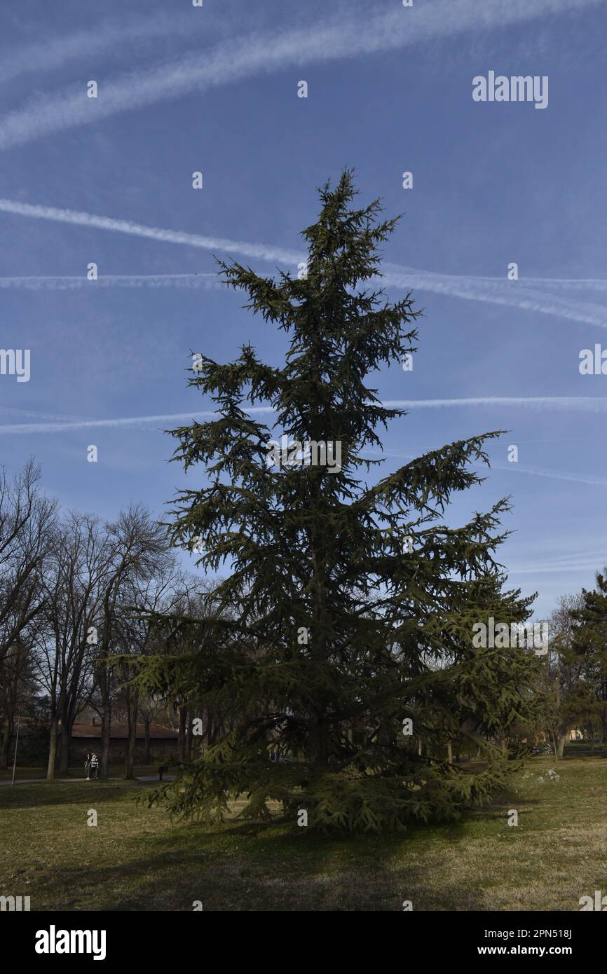 Image verticale d'un sapin dans un parc public avec forêt et ciel étoilé en arrière-plan. Banque D'Images