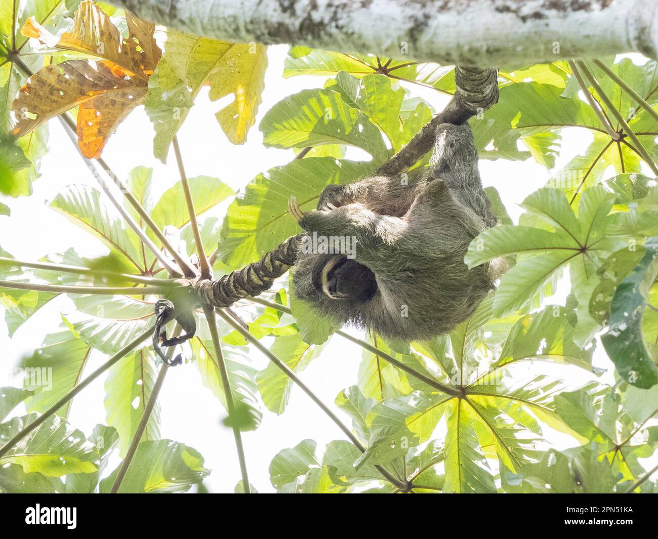 Paresseux à gorge brune (Bradypus variegatus) au parc national du Corcovado, péninsule d'Osa, Costa Rica Banque D'Images