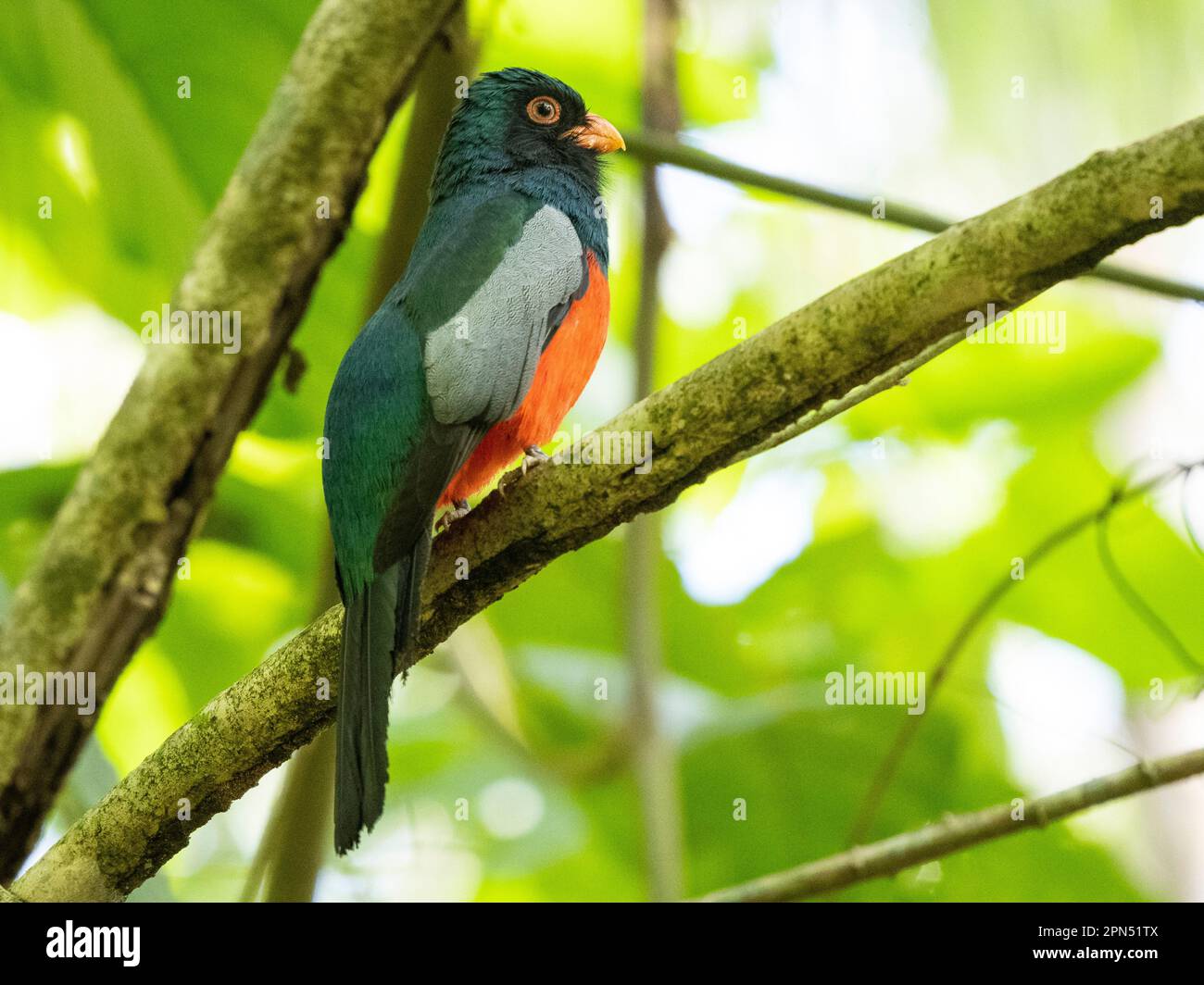 trogon à queue de Slaty (Trogon massena) au parc national du Corcovado, péninsule d'Osa, Costa Rica Banque D'Images