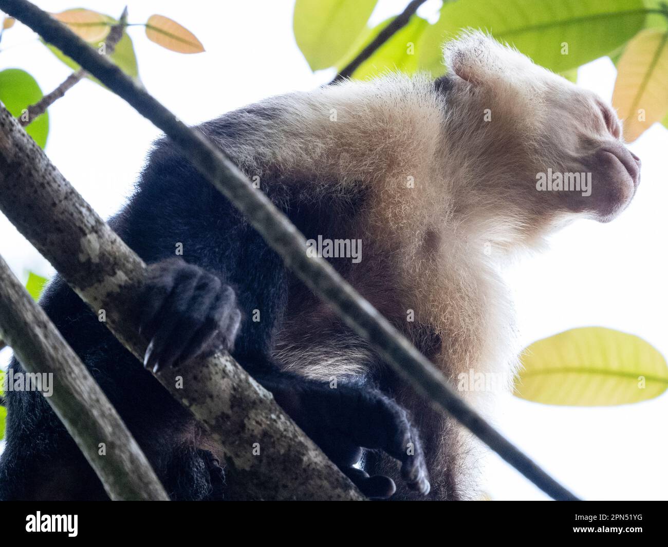 Capuchin d'Amérique centrale à fond blanc (imitateur Cebus) à Drake Bay, péninsule d'Osa Banque D'Images
