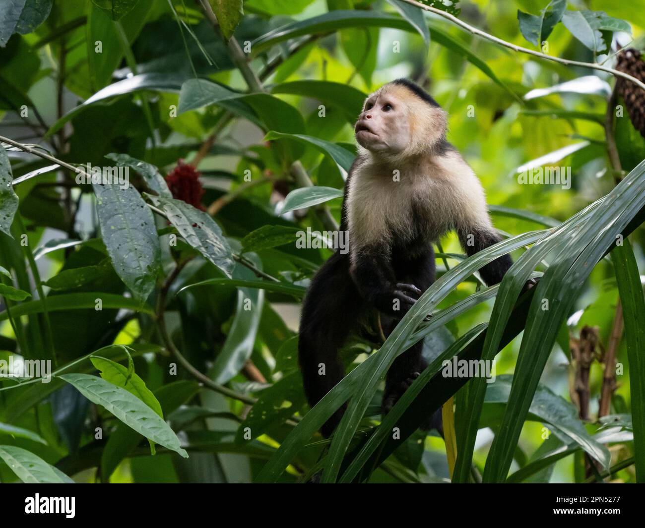 Capuchin d'Amérique centrale à fond blanc (imitateur Cebus) à Drake Bay, péninsule d'Osa Banque D'Images
