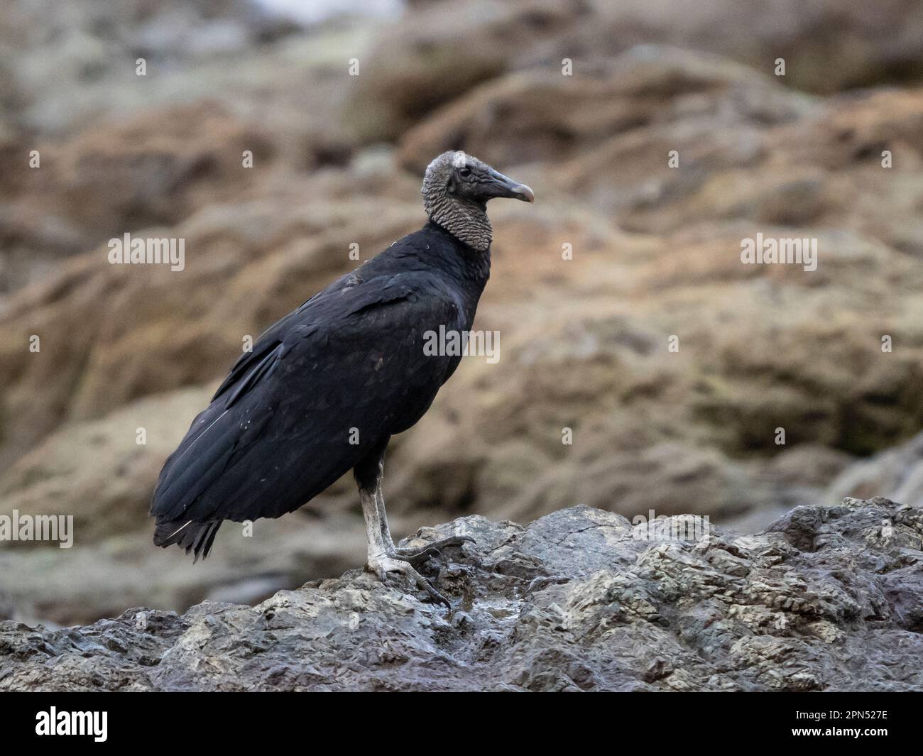 Vautour noir (Coragyps atratus) à Drake Bay, péninsule d'Osa Banque D'Images