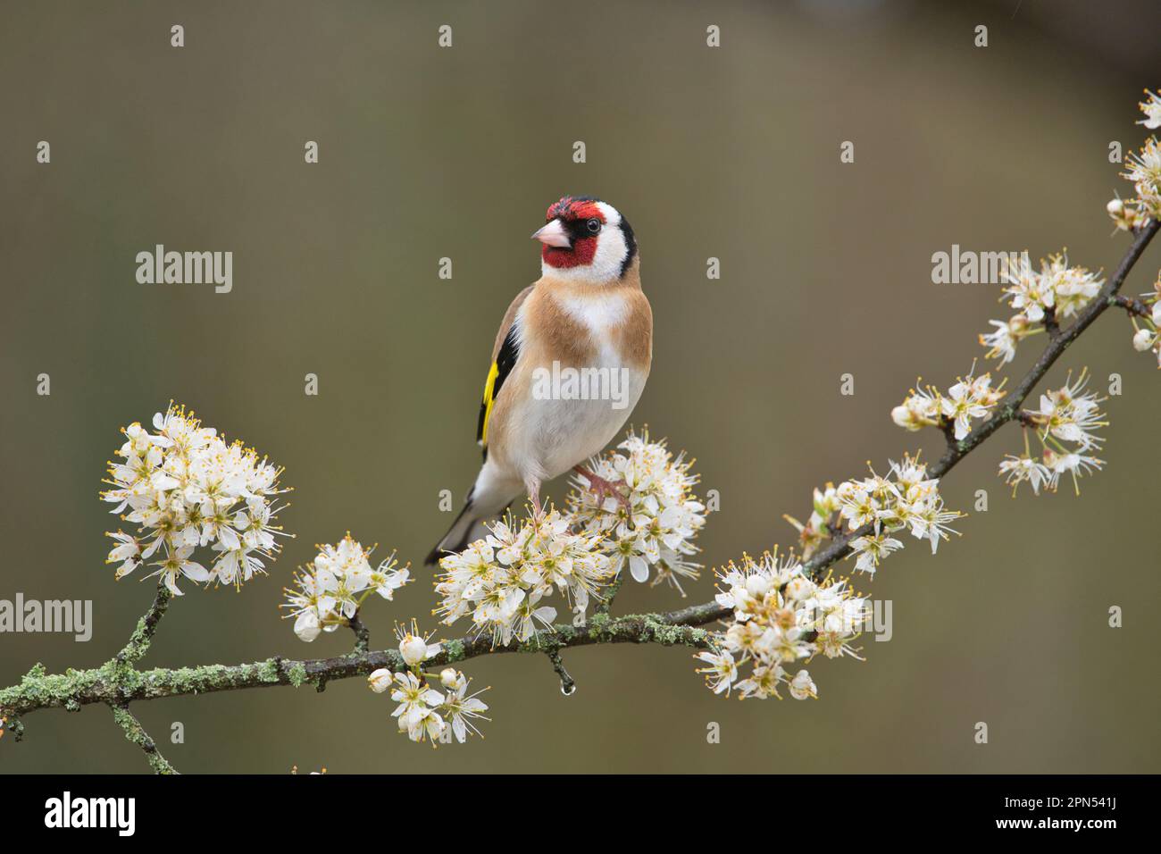Le golfoir européen (Carduelis carduelis) perché sur une branche pleine de fleurs au printemps Banque D'Images