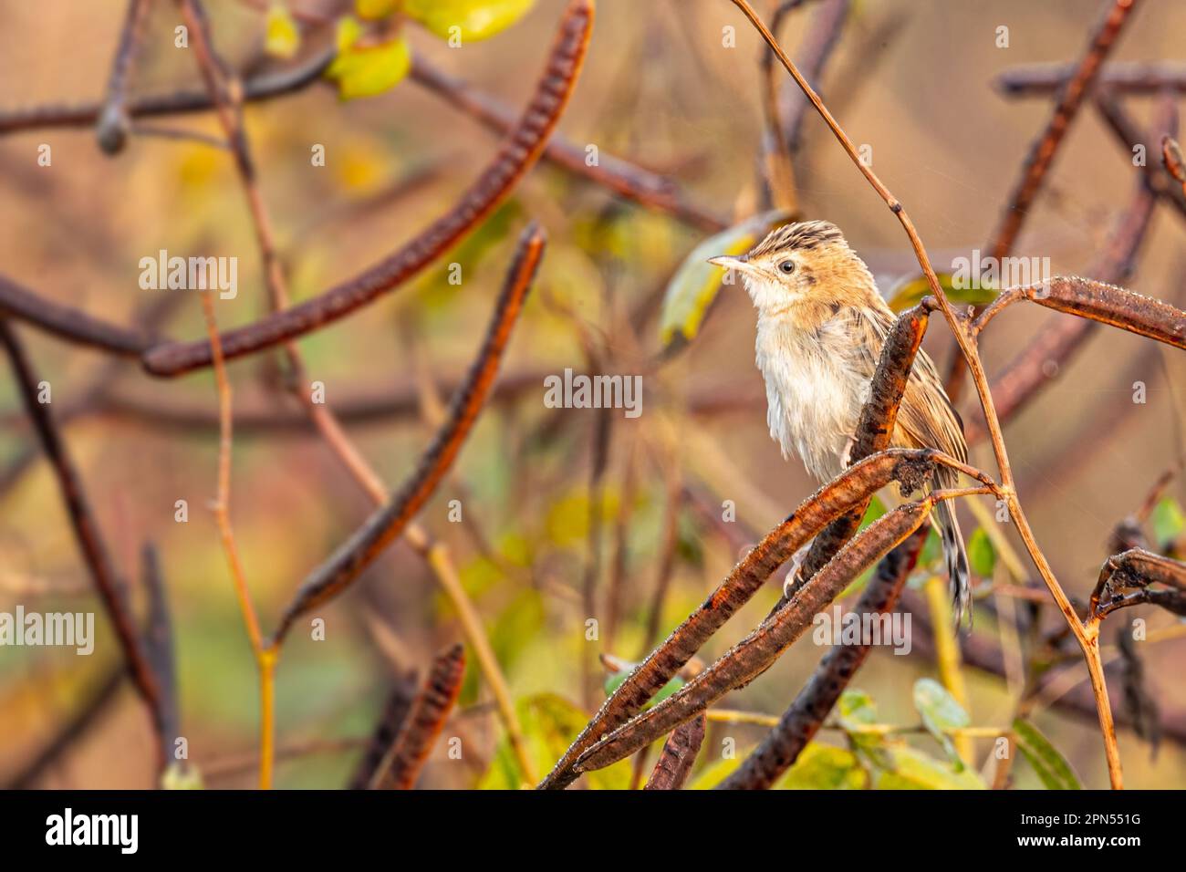 Un majestueux oiseau de Zitting Cisticola perché au sommet d'une branche d'un arbre, entouré d'un buisson vert vibrant Banque D'Images