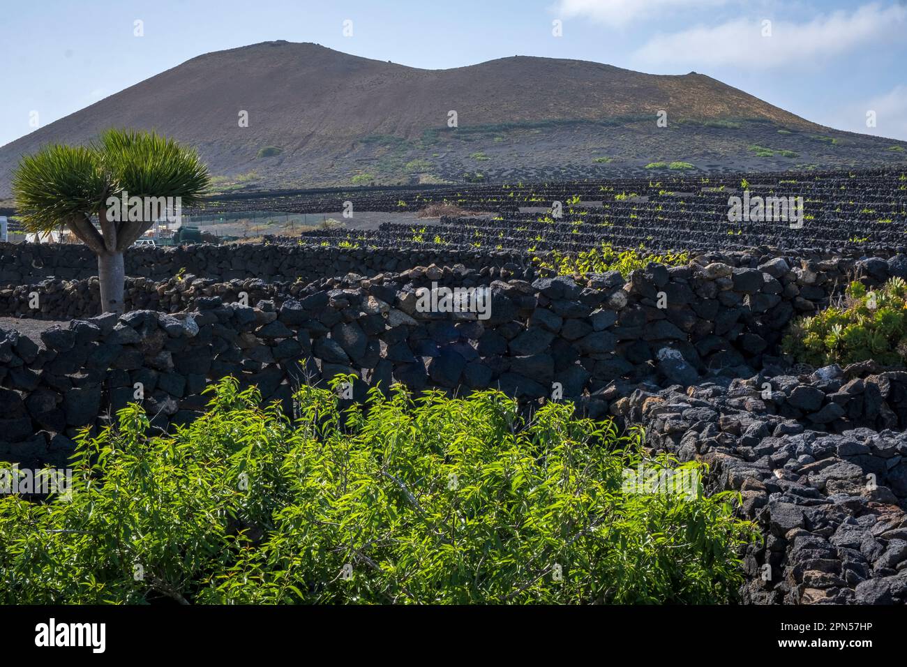 El Grifo Winery, Lanzarote, Espagne - mur de roche volcanique, terrasses de vignobles Banque D'Images
