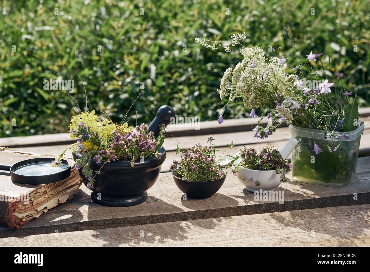 Mortiers d'herbes médicinales de thym, vieux livre et loupe, bouquet de plantes curatives sur une planche de bois à l'extérieur. Médecine alternative à base de plantes. Banque D'Images