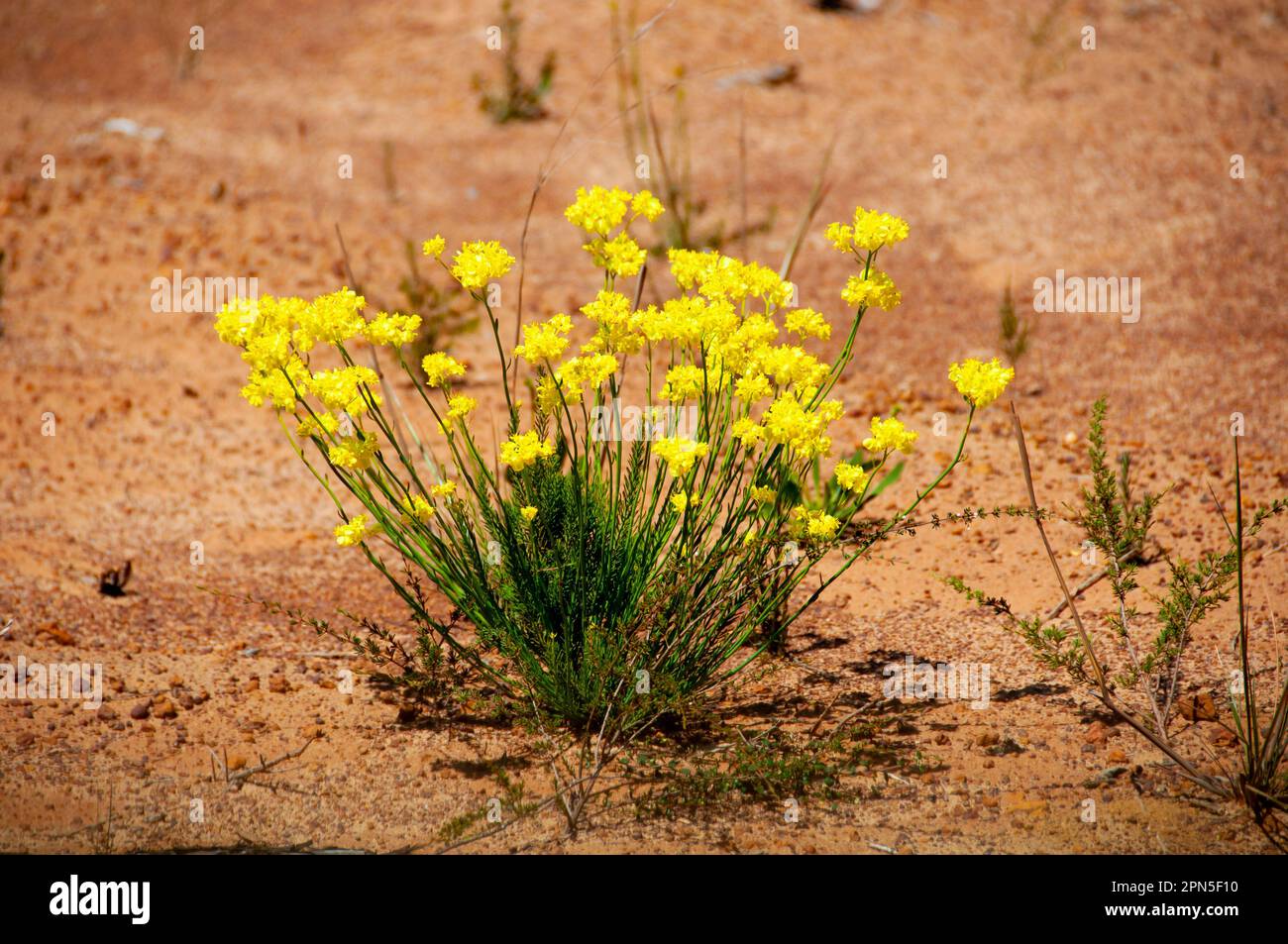 Fleurs sauvages de sarrasin - Australie occidentale Banque D'Images