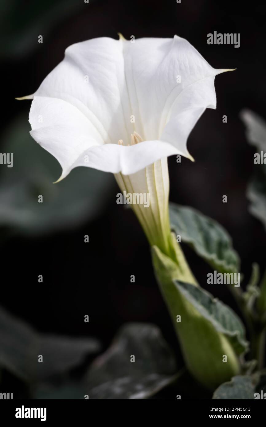 (Datura inoxia) Fleur trompette blanche Banque D'Images