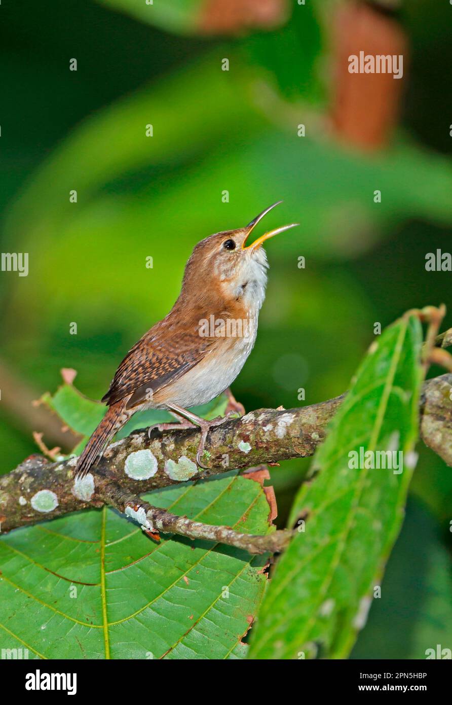 Southern House Wren, Southern House Wrens, oiseaux chanteurs, animaux, oiseaux, Southern House Wren (Troglodytes musculus mesoleucus) adulte, chant, perché Banque D'Images