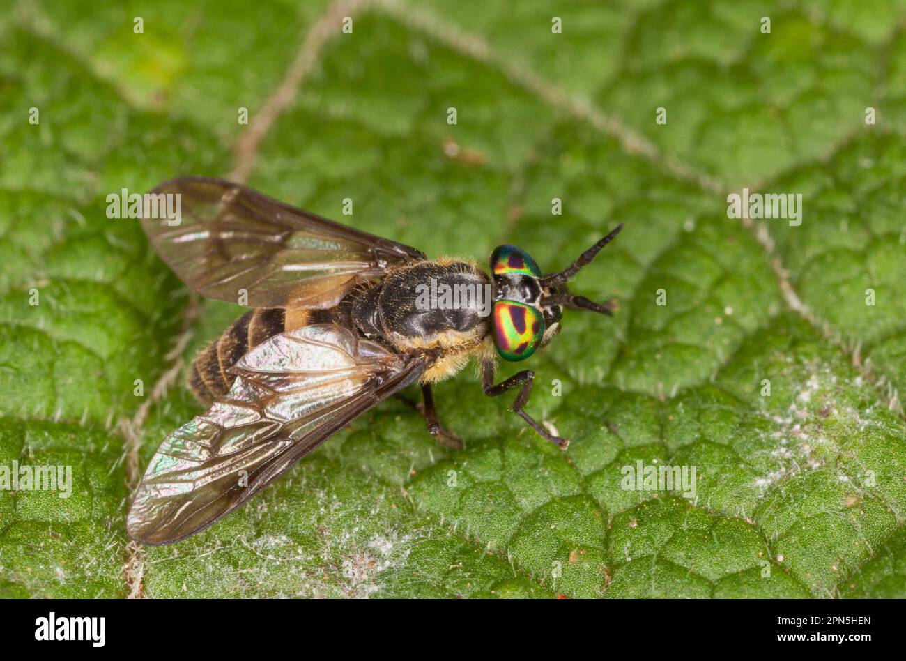 Horsefly, Horseflies (Tabanidae), autres animaux, insectes, animaux, Spot carré Deerfly (Chrysops viduatus) adulte femelle, reposant sur la France Banque D'Images
