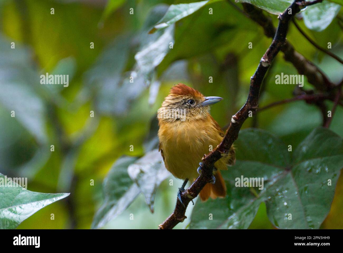 Crevettes antichagnes (Thamnophilus doliatus), crevettes antichagrgées, oiseaux chanteurs, animaux, oiseaux, Femme adulte barrée d'Antcrevettes, perchée sur une branche, Tobago Banque D'Images