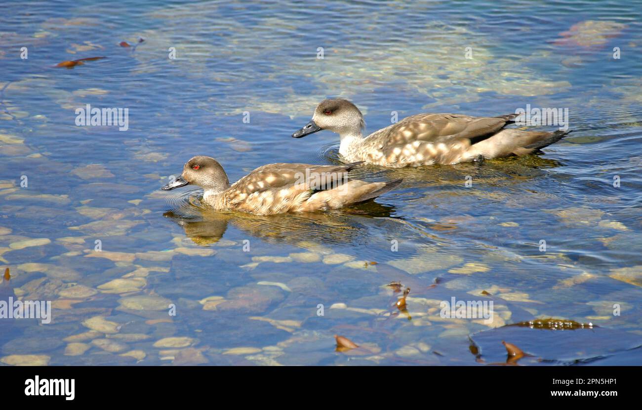 Canard à crête patagonienne (Lophonetta spécularioides), Canard à crête patagonienne, Canard à crête, Canards à crête, endémique, Canards, oiseaux d'oie, animaux Banque D'Images