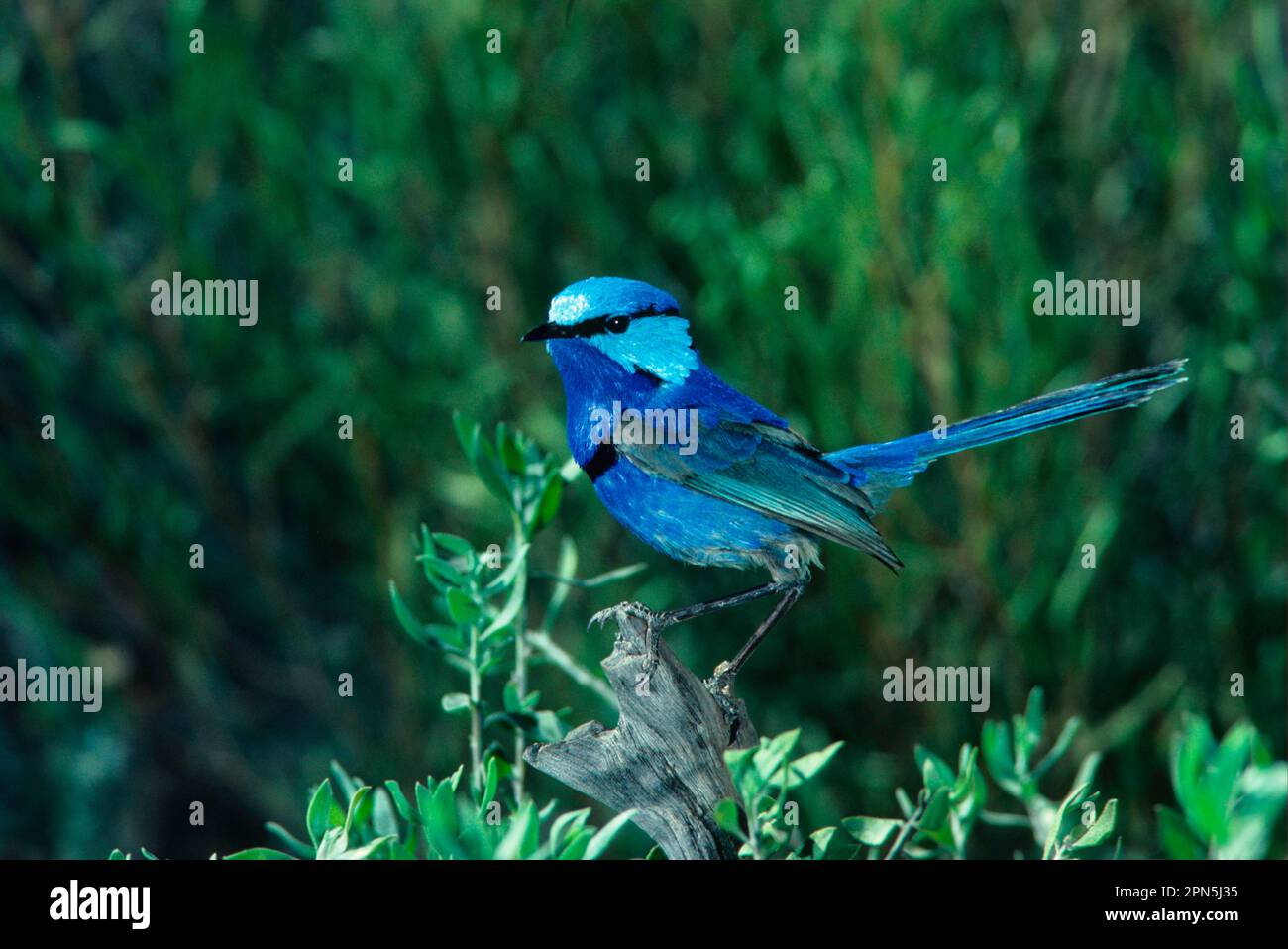 Mélanotus, magnifique fairywren (Malurus splendens), SURUS Turquoise Wren, oiseaux chanteurs, animaux, oiseaux Banque D'Images