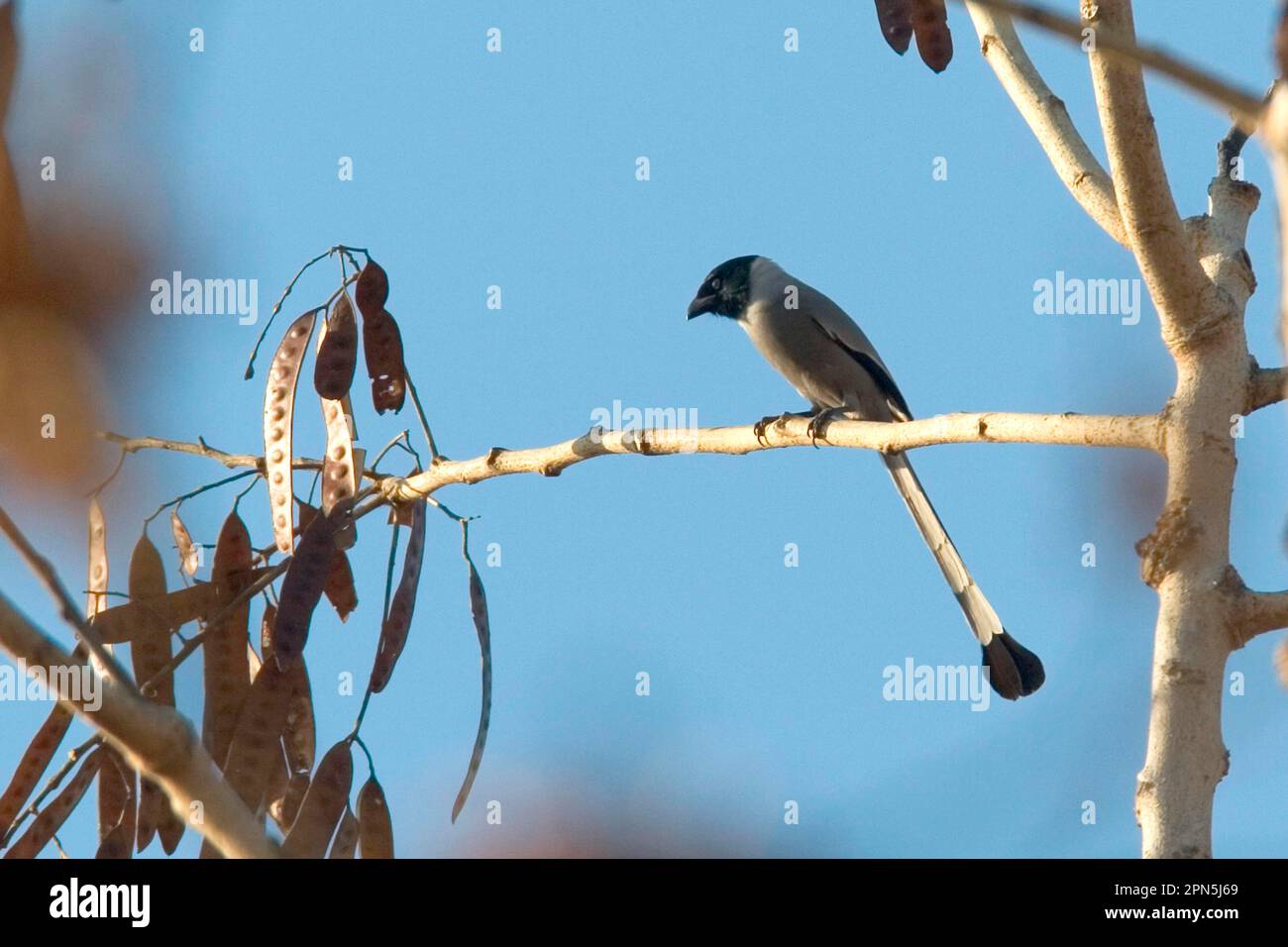 Treepie à capuche, Treepie à capuche, Treepie à capuche, Ravenbirds, oiseaux chanteurs, Animaux, oiseaux, Treepie à capuchon (Crypsirina cucullata) perchée, Kyobin, Myanmar Banque D'Images