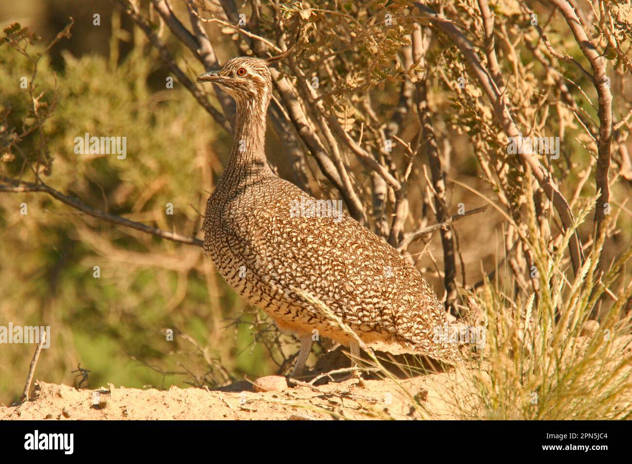 Elegant Crested Tinamou (Eudromia elegans) adulte, debout, péninsule de Valdes, Chubut, Argentine Banque D'Images