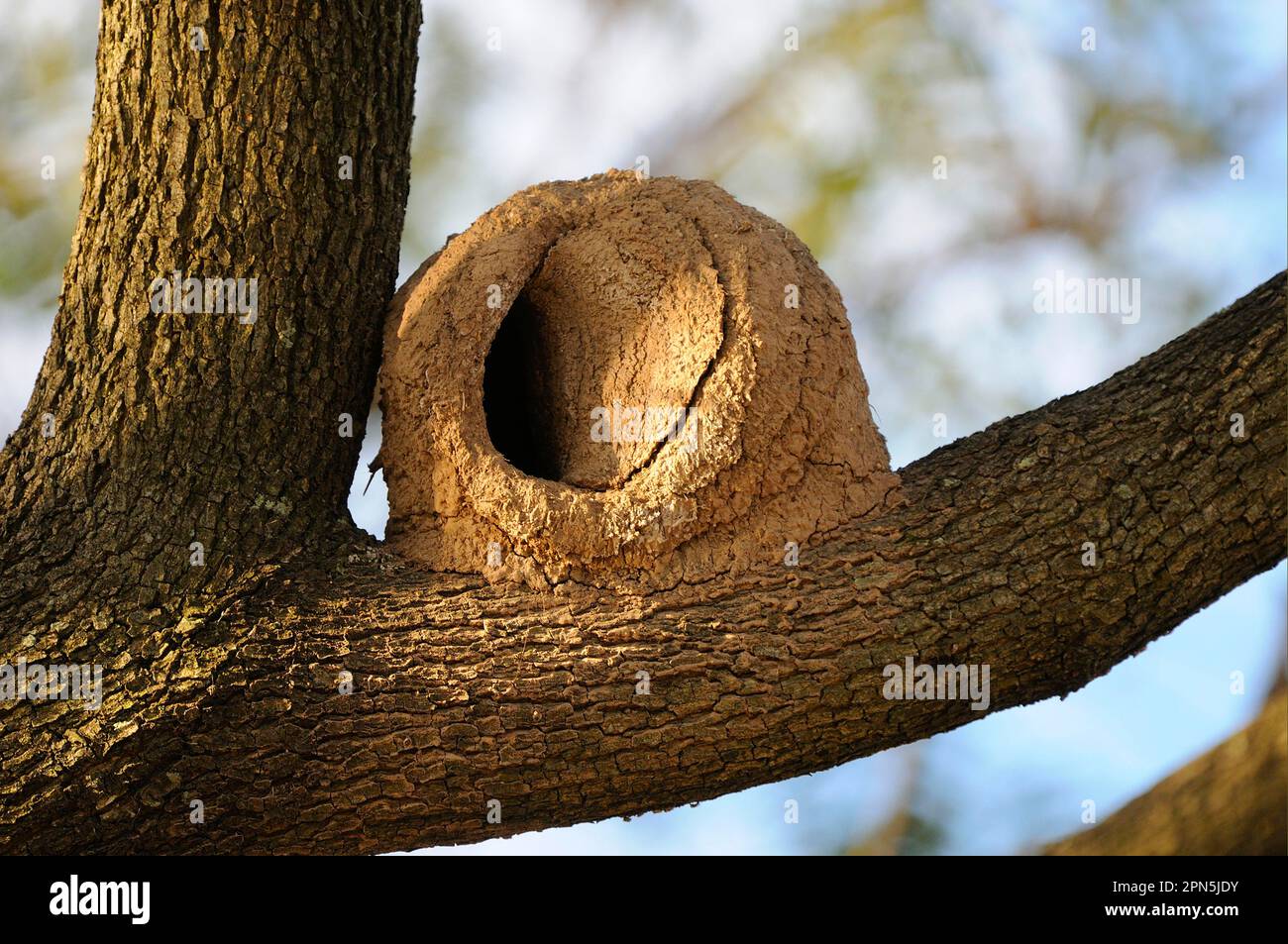 Hornero rufous (Furnarius rufus), hornero rufous, oiseaux potiers, animaux, oiseaux, Nid de boue de Hornero rufous sur arbre Buenos Aires, Argentine Banque D'Images