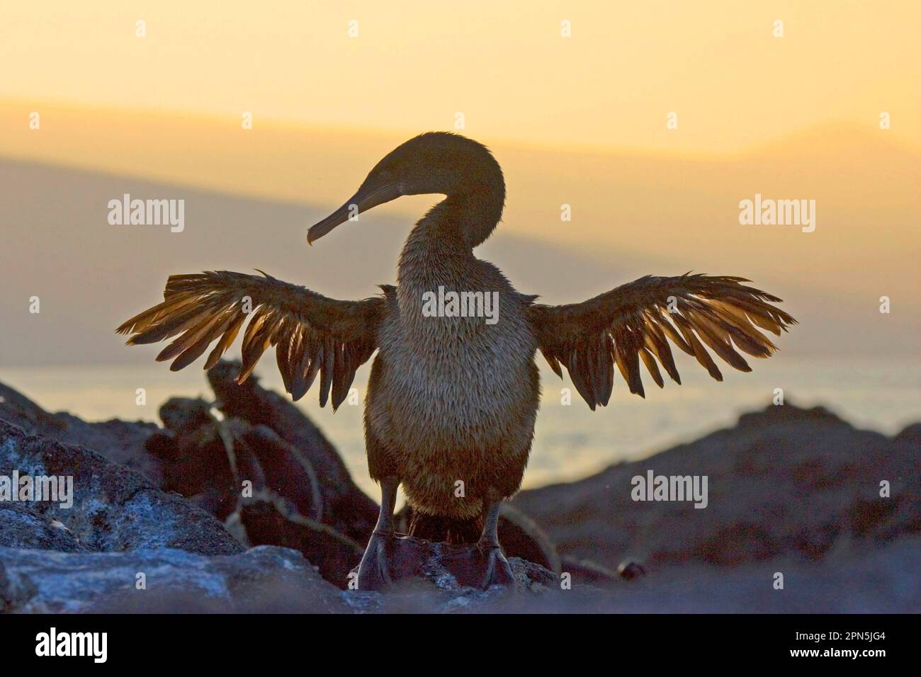 Cormorant sans vol, Nannopterum harrisi, Îles Galapagos Banque D'Images