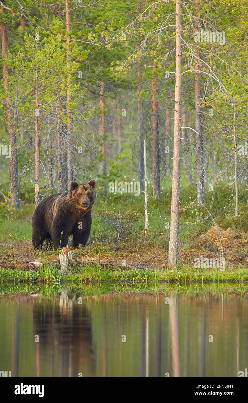 Ours brun européen (Ursus arctos arctos), ours brun européen, ours, ours brun, prédateurs, Mammifères, animaux, ours brun européen adulte, debout Banque D'Images