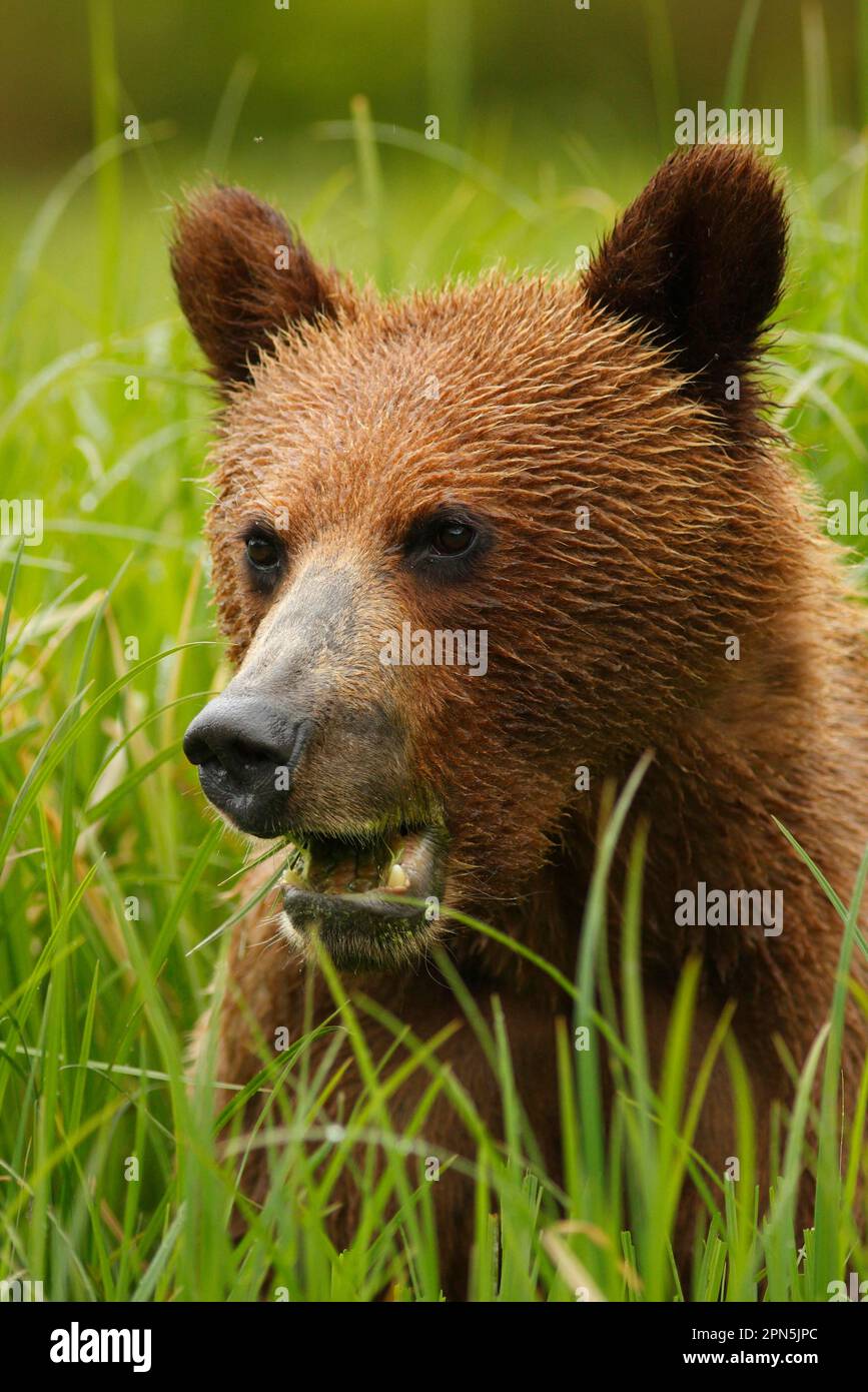 ours grizzli (Ursus arctos horribilis) cub, gros plan de la tête, se nourrissant sur des gîtes dans le défrichement de la forêt tropicale côtière tempérée, passage intérieur, côte Banque D'Images