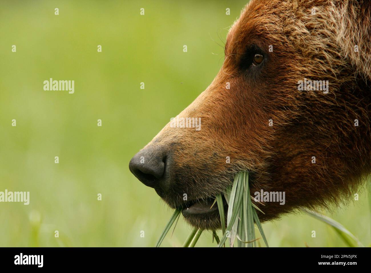 Ours grizzli (Ursus arctos horribilis) adulte, gros plan de la tête, se nourrissant sur des crêtes au déferlage de la forêt tropicale côtière tempérée, passage intérieur, côte Banque D'Images