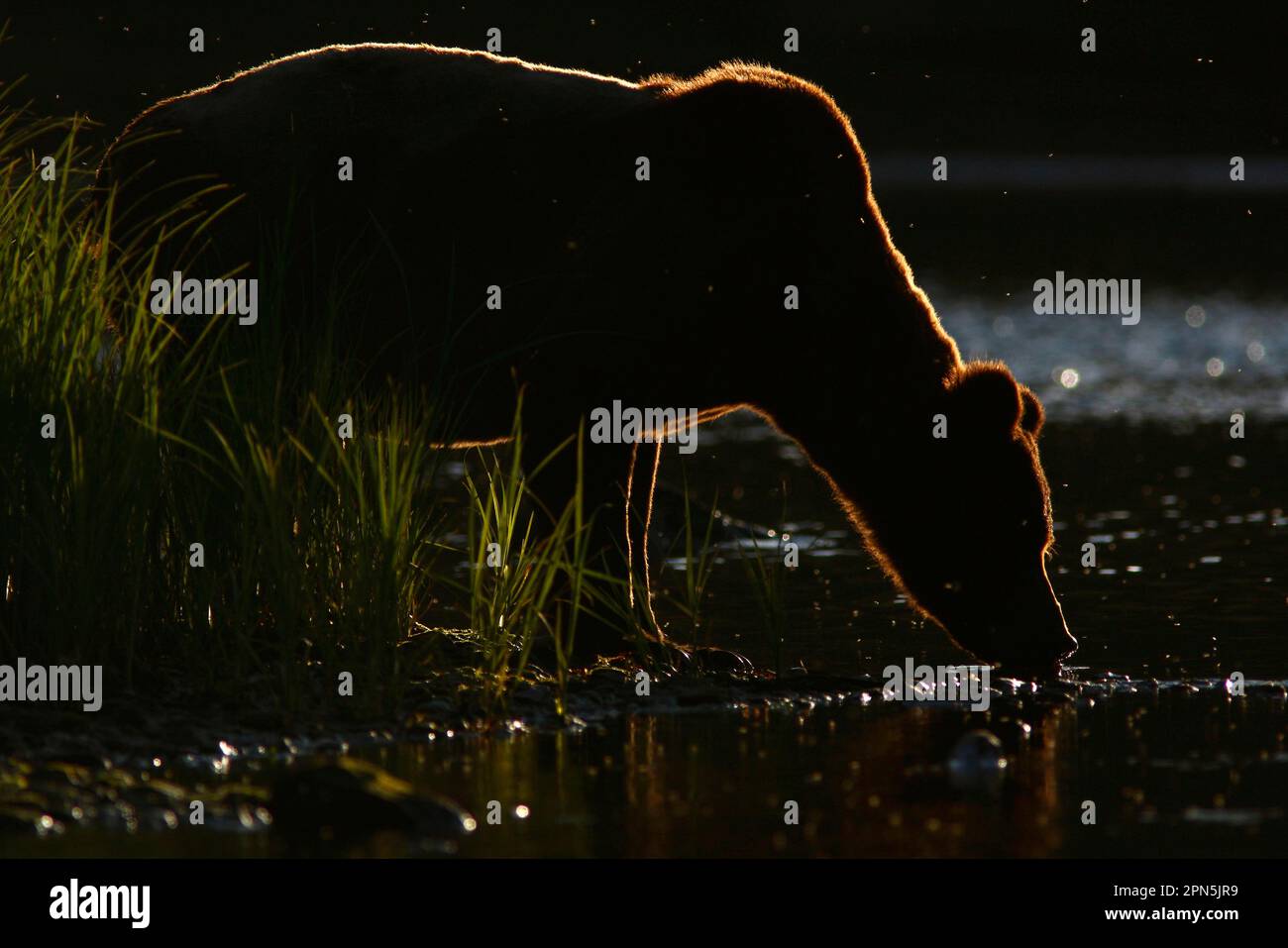 Ours grizzli (Ursus arctos horribilis) adulte, en train de boire de la rivière, rétroéclairé par la lumière du soleil du soir, dans la forêt tropicale côtière tempérée, à l'intérieur du passage Banque D'Images