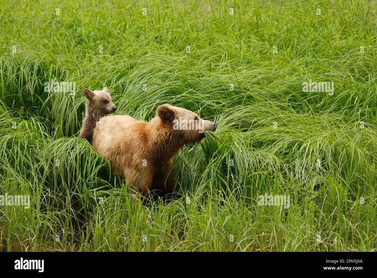 Ours grizzli (Ursus arctos horribilis), adulte, femelle et jeune, se nourrissant sur des crêtes dans la forêt tropicale côtière tempérée, à l'intérieur du passage, sur la côte Banque D'Images