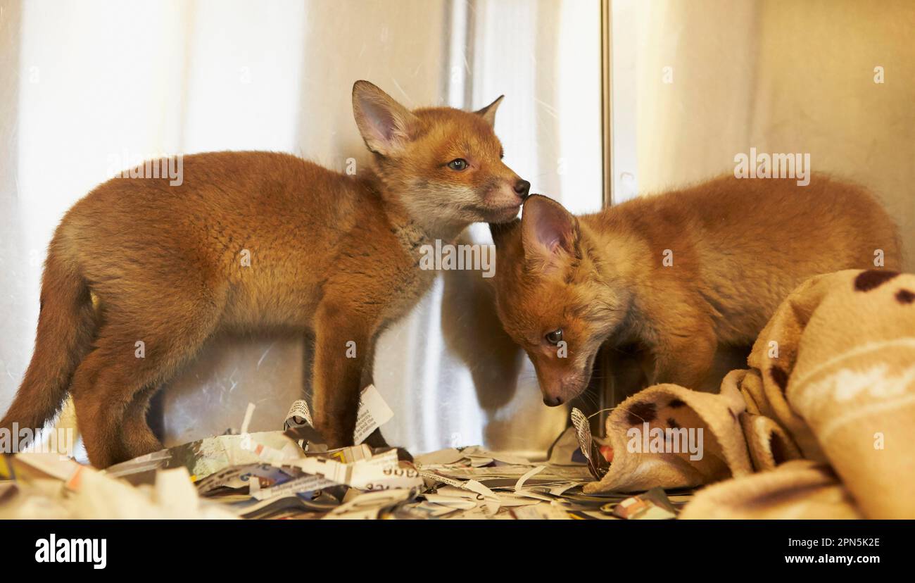 Renard roux, renards rouges, renards, renards, canines, Prédateurs, mammifères, animaux, renard rouge européen (Vulpes vulpes) deux petits, au centre de sauvetage avant Banque D'Images