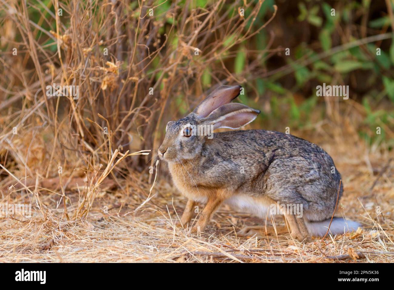 Lièvre d'Amérique, lièvre d'Amérique, lièvres d'Amérique (Lepus saxatilis), lièvre d'Amérique, lièvre d'Amérique, lièvre d'Amérique, lièvre d'Amérique, rongeurs, Mammifères, animaux, lièvre d'Amérique adulte, alerte permanente Banque D'Images