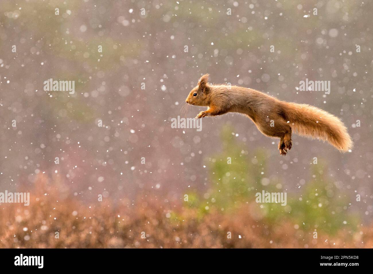 Écureuil roux eurasien (Sciurus vulgaris), écureuils, rongeurs, mammifères, animaux, Écureuil rouge eurasien adulte, en train de sauter à travers la neige en chute, Écosse Banque D'Images