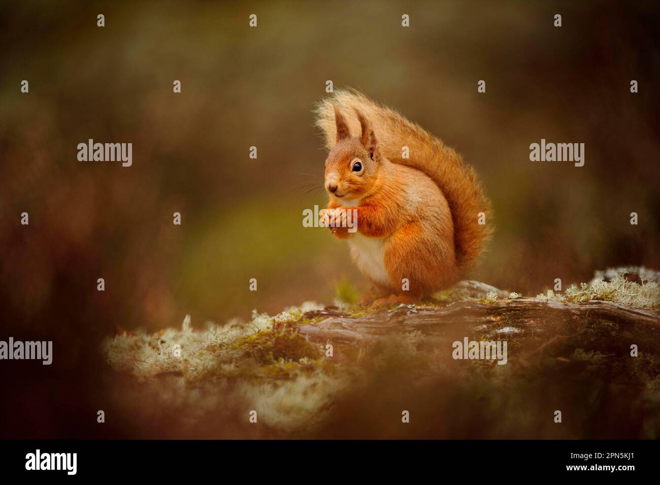 Écureuil rouge eurasien adulte (Sciurus vulgaris), assis sur le tronc d'arbre couvert de lichen au milieu de la bruyère dans la forêt de conifères, Cairngorms N. Banque D'Images