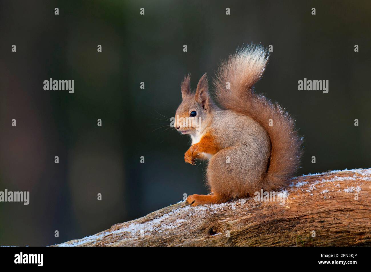 Écureuil rouge eurasien (Sciurus vulgaris) adulte, manteau d'hiver avec touffes à longue oreille, assis sur la branche avec époussetage à la neige, pont Nethy Banque D'Images