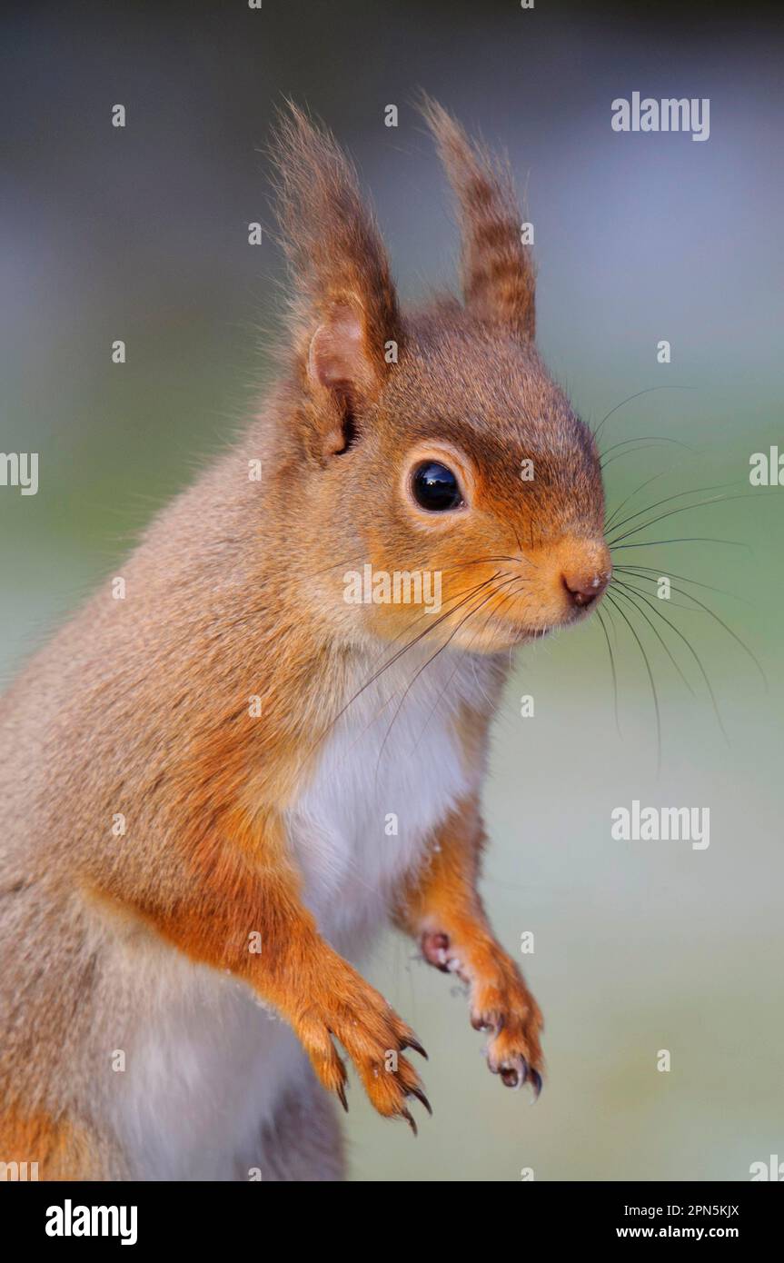 Écureuil rouge eurasien (Sciurus vulgaris) adulte, manteau d'hiver avec longues tiges d'oreille, gros plan de la tête et des membres antérieurs, pont de Nethy Banque D'Images