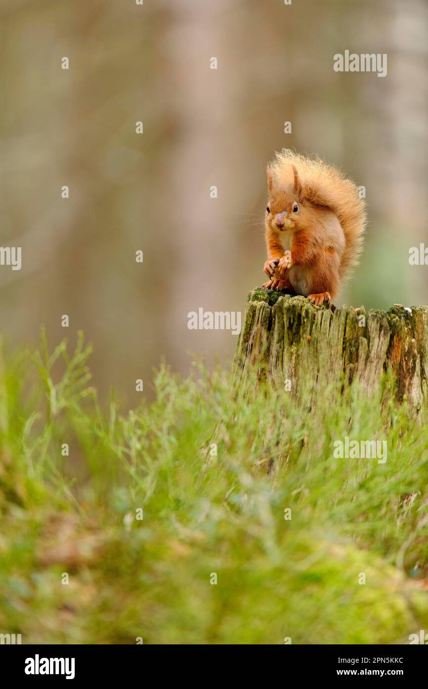 Écureuil roux eurasien (Sciurus vulgaris), écureuils, rongeurs, mammifères, animaux, Écureuil rouge eurasien adulte, assis sur une souche dans la forêt de conifères Banque D'Images